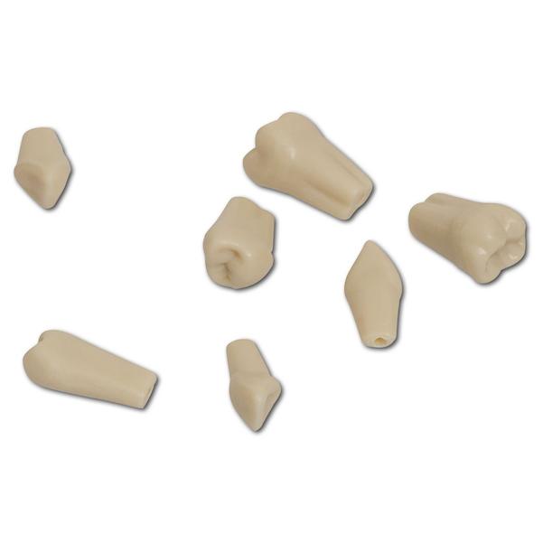 Modellzähne mit Schrauben A-3 ZE, Standardpackung